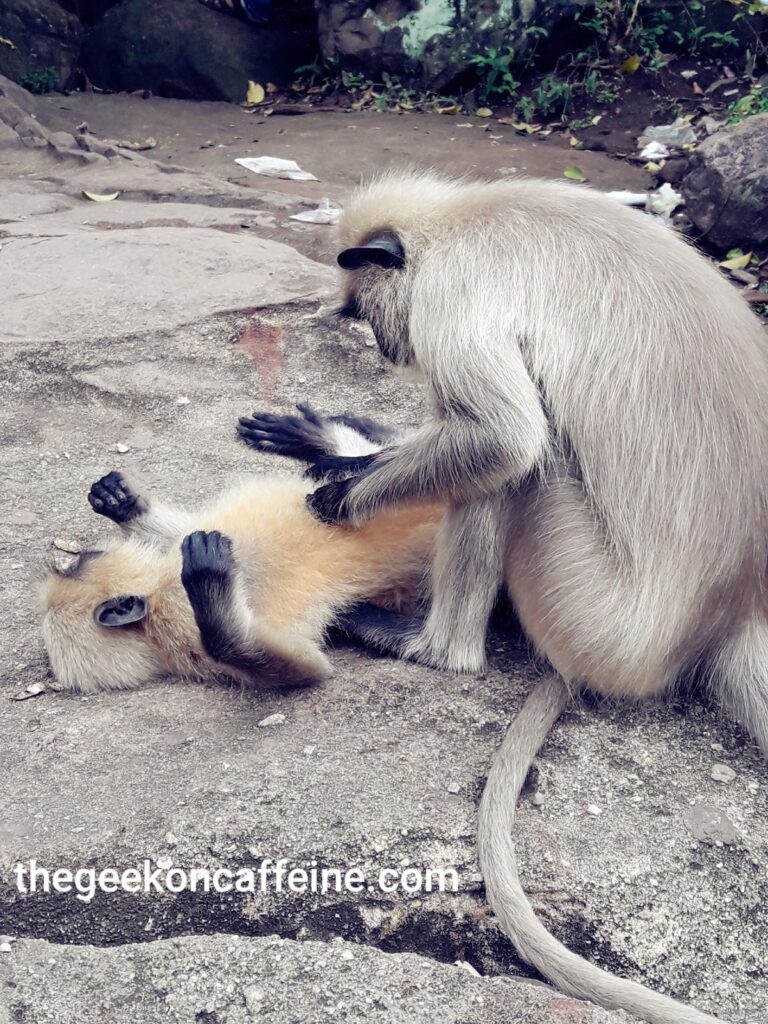 khandagiri monkey